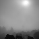 Cows On A Misty Morning