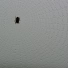 Morning Web