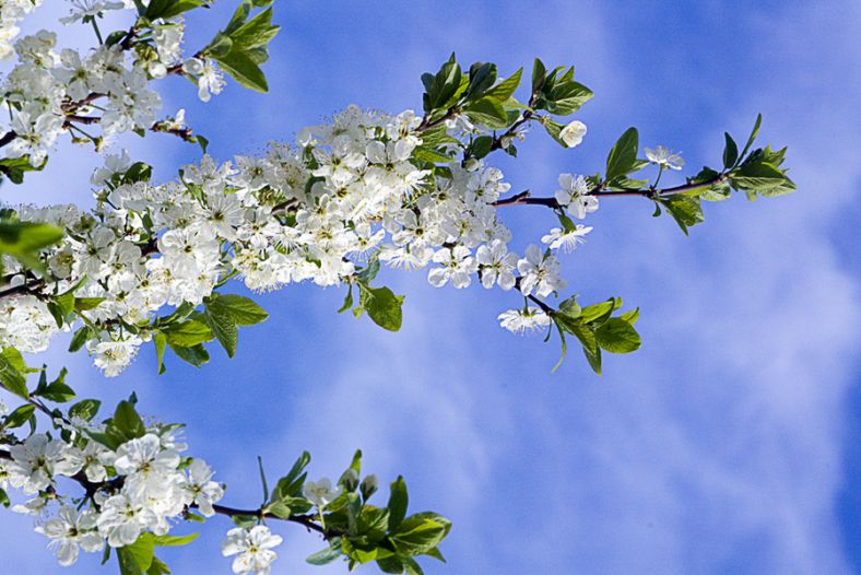 Feeling of spring