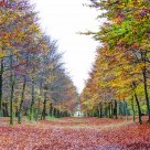 The Woods of Heiloo