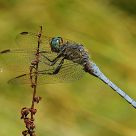 Libellula