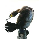 Cormorano
