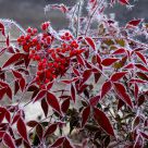 Bacche rosse e galaverna