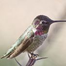 Hummingbird 3