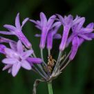 Mantis & Flower