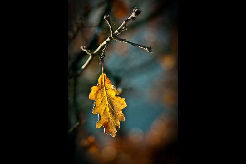 The last leaf