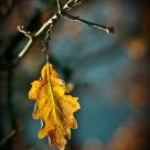 The last leaf