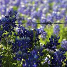 Texas Bluebonnets And Barbed Wire