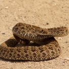 Texas Coastal Rattlesnake