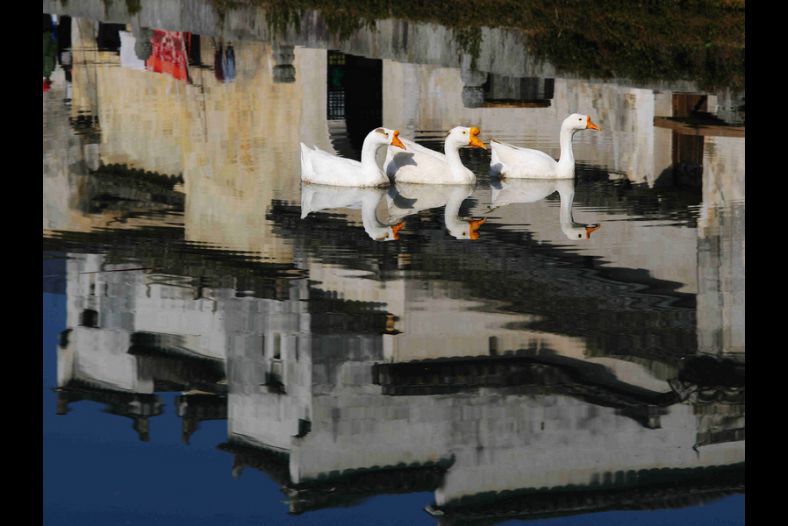 Goose