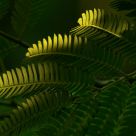 Shade & Ligth