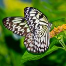 Rice Paper Butterfly