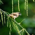 White-rumped Munia