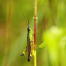 Grasshopper