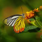 Delias hyparete