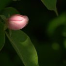 Quince bud