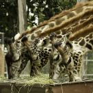 Full house of Four