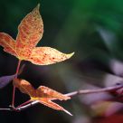 Leaf in dark