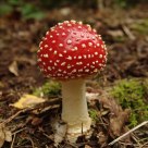 Mushroom