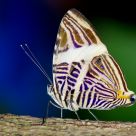 Mosaic Butterfly