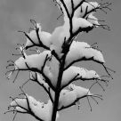 Winter Tree Decorations