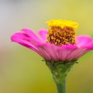 Pink Flower