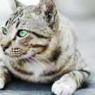 Little Tiger