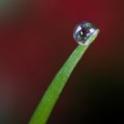 Dewdrop