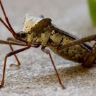 Stink Bug From Side View