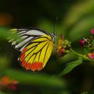 Delias hyparete