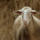 Long-eared