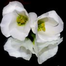 mirror flower