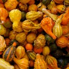 Gourds