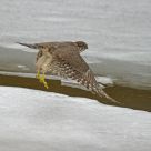 A Winter Tale