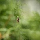 In the net
