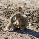 Prairie Dogs Kissing
