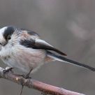 Long-tailed Tit