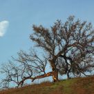 Oak Color Sunrise With A Moonset