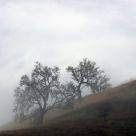 Two Oaks And Clearing Fog