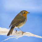 Robin on Pampas