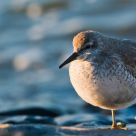 Sanderling standing by the sea