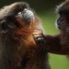 Titi Monkey 2