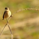 Little Bird