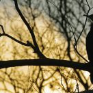 Crepuscular cormorant