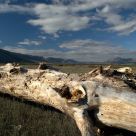 Lowland and wind