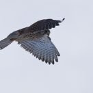 flying free