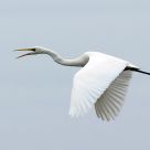 great white heron