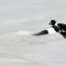 Goldeneye