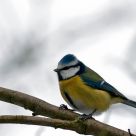 blue tit