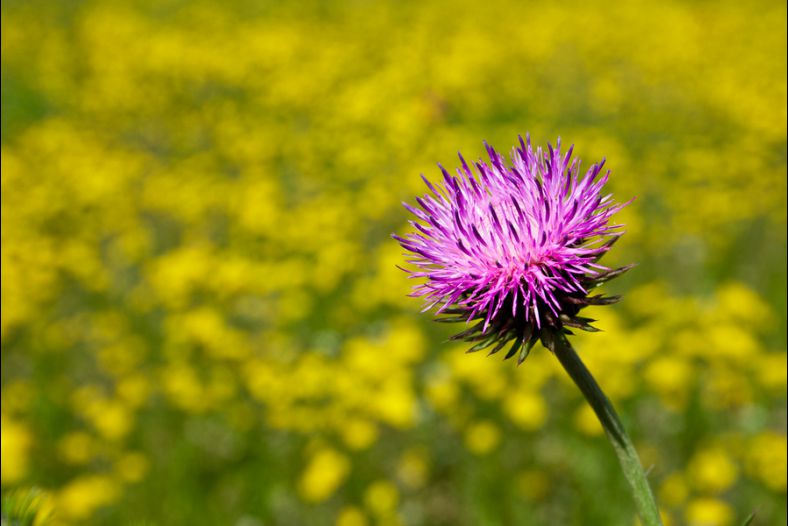 Mauve